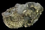 Pyritized (Pleuroceras) Ammonite Fossil Cluster - Germany #131131-1